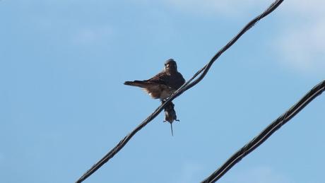 Photo of an American Kestrel eating a mouse on a power line in Whitby - Ontario