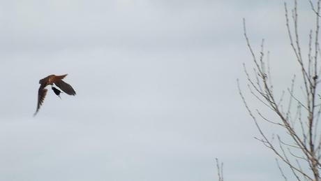 An American Kestrel flies through the sky with a mouse dangling from its claws, in Whitby - Ontario