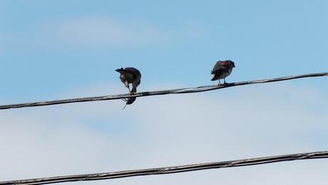 Photo of two American Kestrels on a power line in Whitby - Ontario