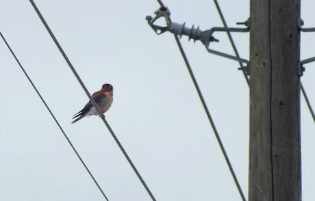 Photo of a colorful American Kestrel sitting on a power line in Whitby - Ontario