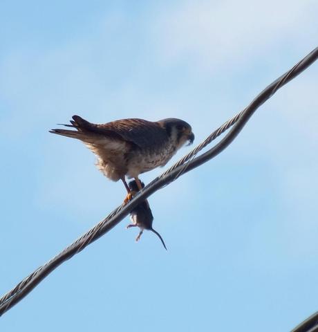 An American Kestrel eats a mouse on a hydro line in Whitby - Ontario