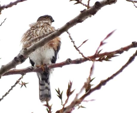 Sharp-shinned hawk - looks to lleft - Milliken Park - Toronto