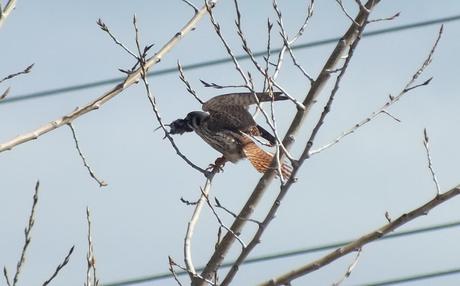 An American Kestrel prepares to take flight with a mouse in its peak