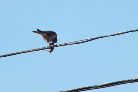 Photo of an American Kestrel eating a mouse on a power line in Whitby - Ontario