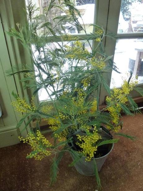 mimosa branch in flower