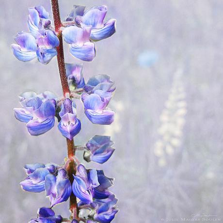 narrowleaf penstemon comes in many hues of purple, lavender, violet, and amethyst