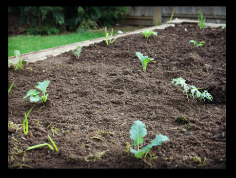 kale bed