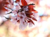 Cherry Blossoms