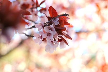 Cherry Blossoms