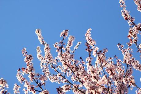 Cherry Blossoms