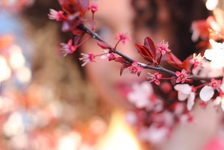 Cherry Blossoms