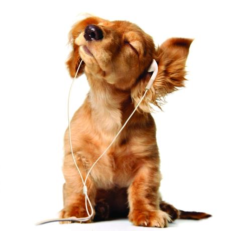 Dogs and Music, a Harmonious Pair