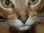 Breed Month: Abyssinian March 2013