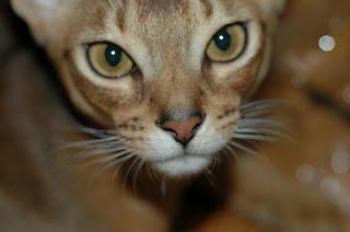 Cat Breed of the Month: Abyssinian - March 2013