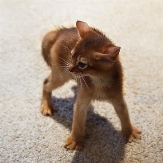 Cat Breed of the Month: Abyssinian - March 2013