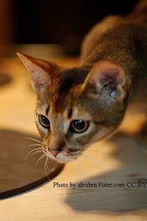 Cat Breed of the Month: Abyssinian - March 2013