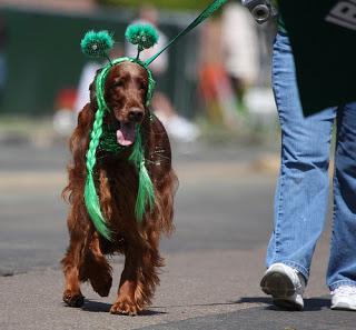 Photos: St. Patrick's Day Dogs