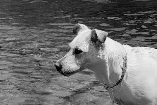 #Photos: #Wet #Paws & #Water #Logged #Dogs