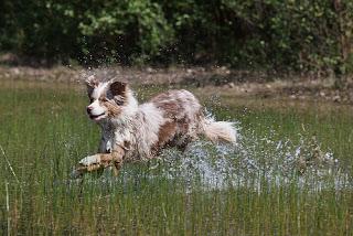 #Photos: #Wet #Paws & #Water #Logged #Dogs