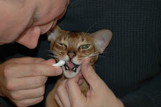 #Tips on #How #To #Brush your #Pets #Teeth