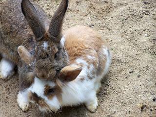 #Photos: #Pets in #Love on #Valentines #Day