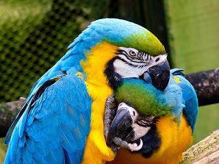 #Photos: #Pets in #Love on #Valentines #Day