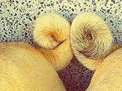 #Photos: #Pets #Love #Valentines #Day