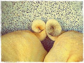 #Photos: #Pets in #Love on #Valentines #Day