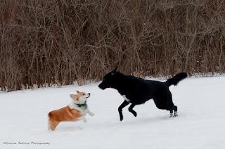 #Photos: #Pets in #Love on #Valentines #Day
