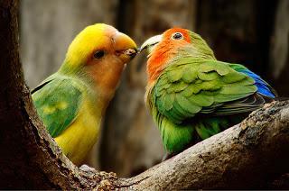 #Photos: #Pets in #Love on #Valentines #Day