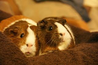 #Photos: #Pets in #Love on #Valentines #Day