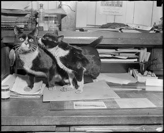 #Photos: #Pets in #Love on #Valentines #Day