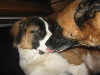 #Photos: #Pets in #Love on #Valentines #Day