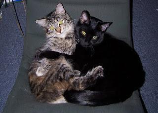 #Photos: #Pets in #Love on #Valentines #Day