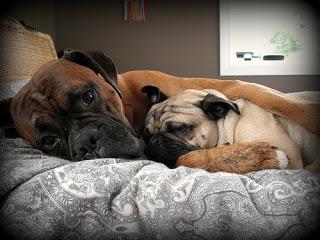 #Photos: #Pets in #Love on #Valentines #Day