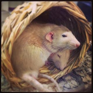 #Photos: #Pets in #Love on #Valentines #Day