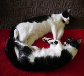 #Photos: #Pets in #Love on #Valentines #Day