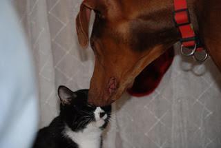 #Photos: #Pets in #Love on #Valentines #Day