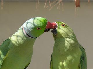 #Photos: #Pets in #Love on #Valentines #Day