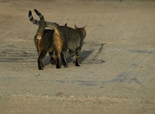 #Photos: #Pets in #Love on #Valentines #Day