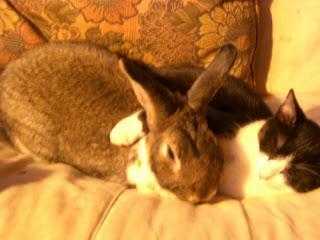 #Photos: #Pets in #Love on #Valentines #Day