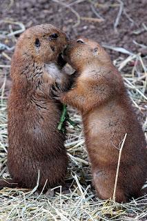 #Photos: #Pets in #Love on #Valentines #Day