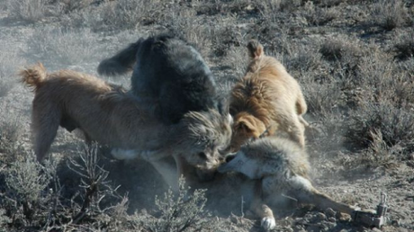 This photo, provided by Gary Strader, shows three dogs attacking a trapped coyote allegedly as part of his work for the USDA's Wildlife Services.