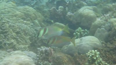 Underwater in Dumaguete