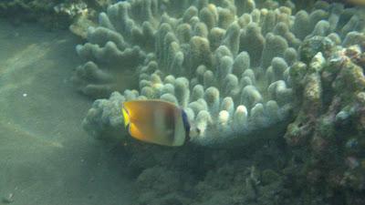 Underwater in Dumaguete