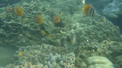 Underwater in Dumaguete