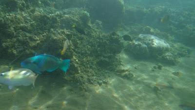 Underwater in Dumaguete