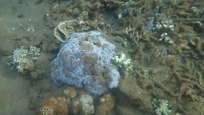 Underwater in Dumaguete