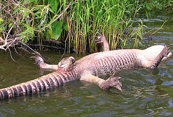 How Do Alligators Have Sex 116