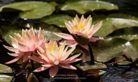 Sunny Pink Water Lily
